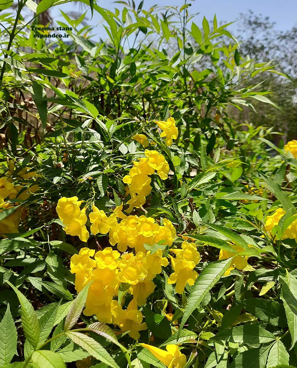  تکوما 